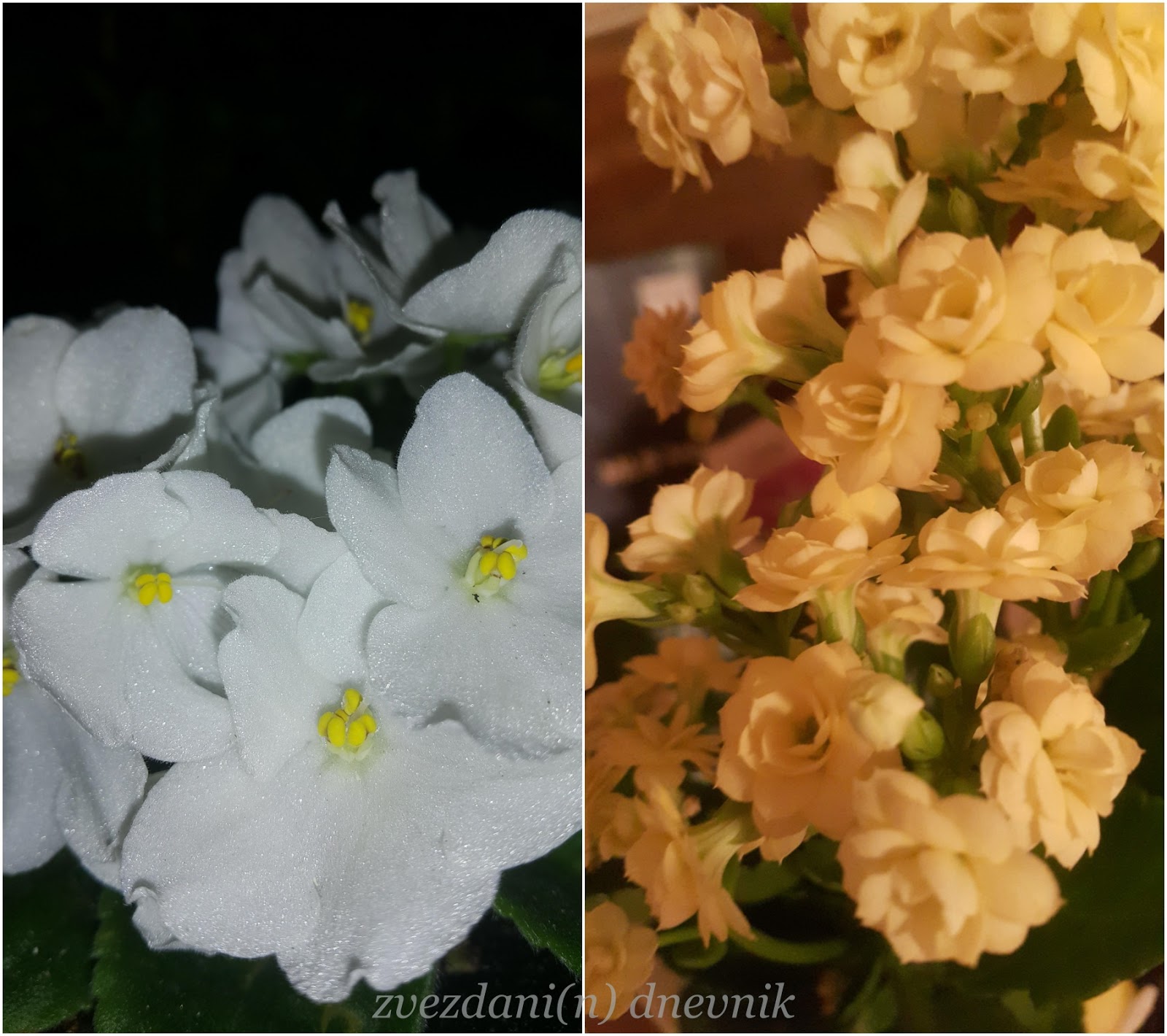 Zvezdani N Dnevnik Znas Kako Se Ja Zovem Zovem Se Cekanje