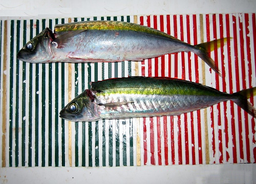 関西の船釣りで釣れる 竿とリール 和歌山 金ムロ