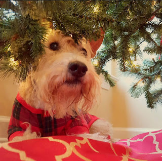 Scottish Terrier Christmas