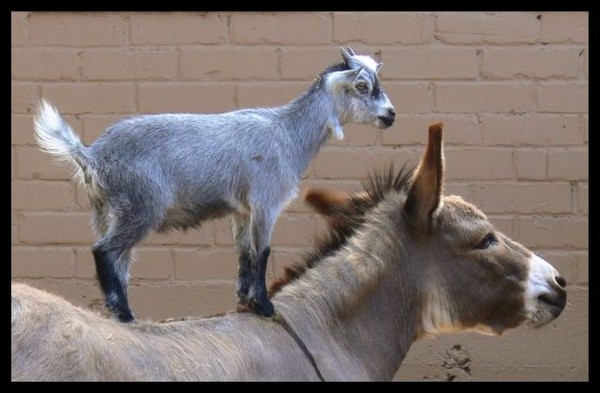 Funny cute animals |Funny Animal