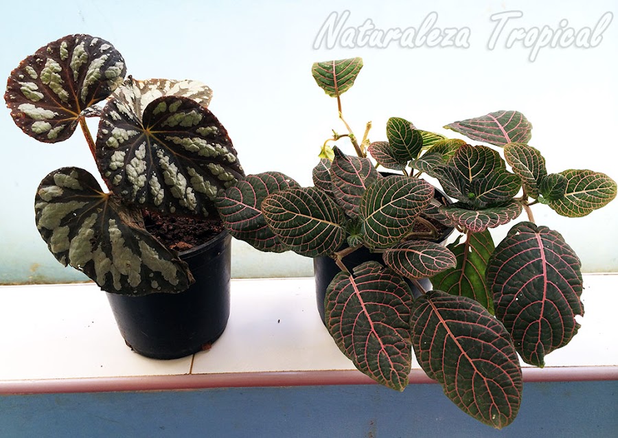 Fittonia y Begonia en macetas plásticas