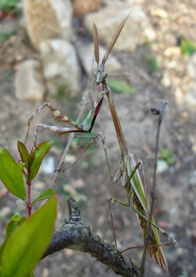 EMPUSA PENNATA