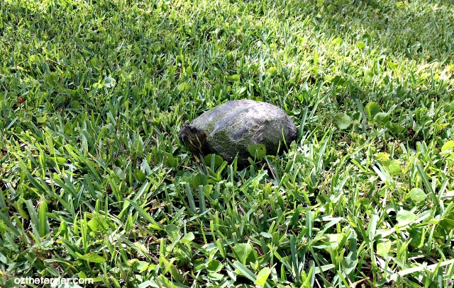 yellow-bellied slider turtle south florida