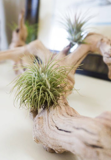 Driftwood Branch with Air Plant