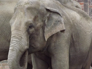 elephant in zoo, leipzig germany, germany zoo, german zoo, Germany vacation
