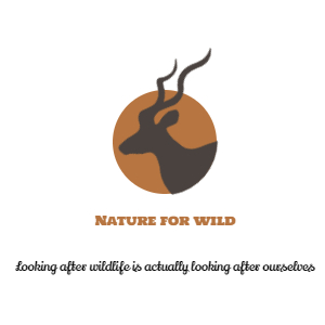  wildlife | animals | insects | reptiles | birds | 