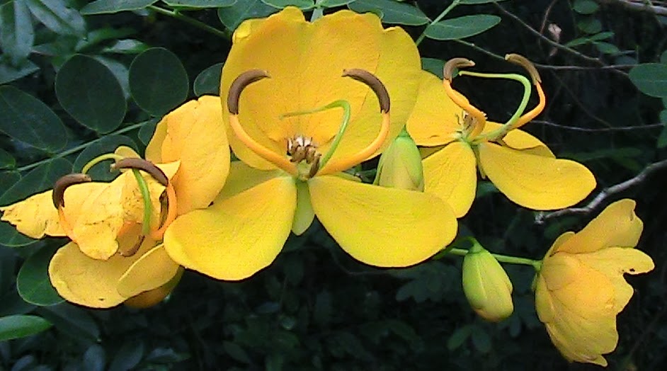 My Back Forty Garden and Park The very Yellow Cassia