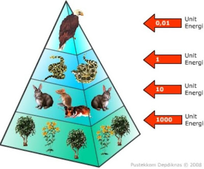 Jumlah energi terkecil pada piramida energi terdapat pada tingkat....