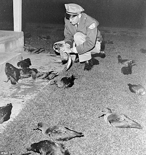 Los Pájaros , Alfred Hitchcock