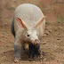 Aardvark (Orycteropus afer)
