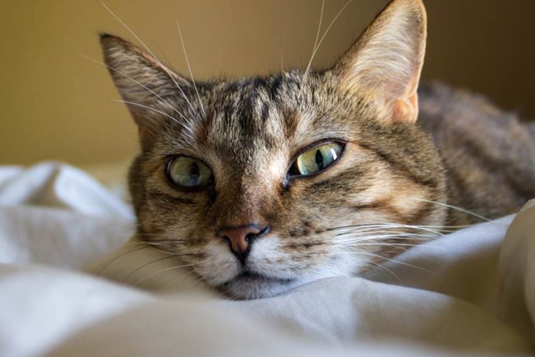 Is catnip bad for cats