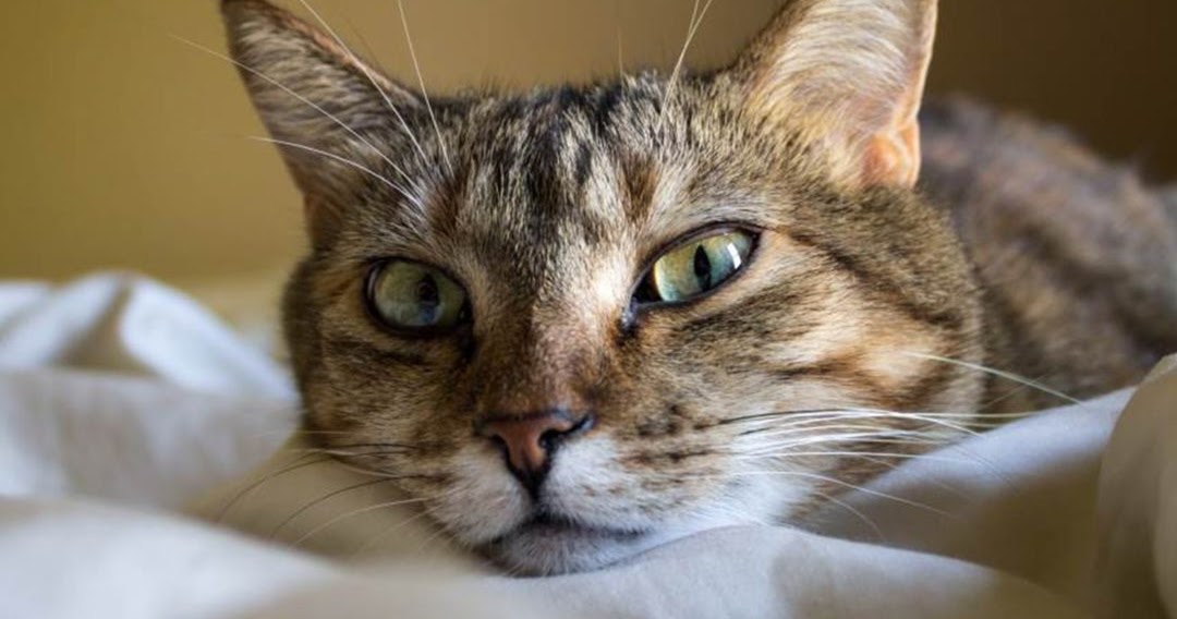 Is catnip bad for cats