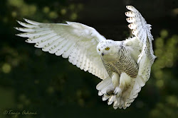 snowy flight owls owl incredible askani tanja flying snow night hedwig barn bird animals animal wolf landing harry birds pretty