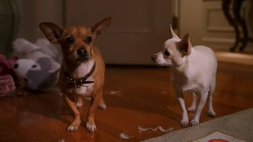 Beverly Hills Chihuahua 2 [2011][BRRip][English][1280720][500MB] Free Download Bluray Movies