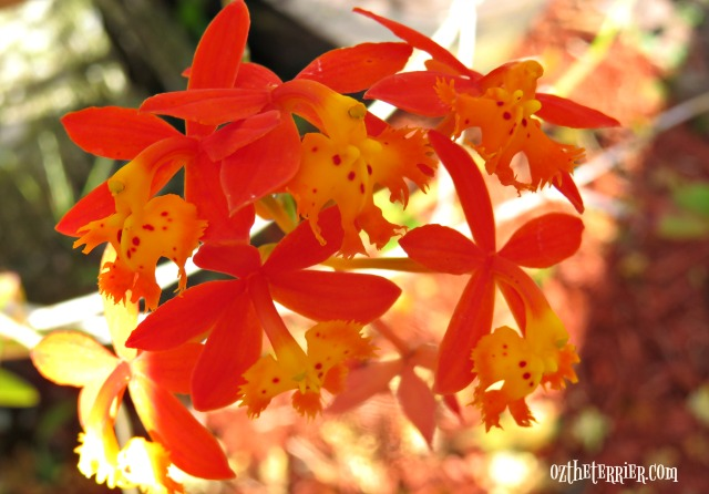 orange/yellow orchid in oz yard