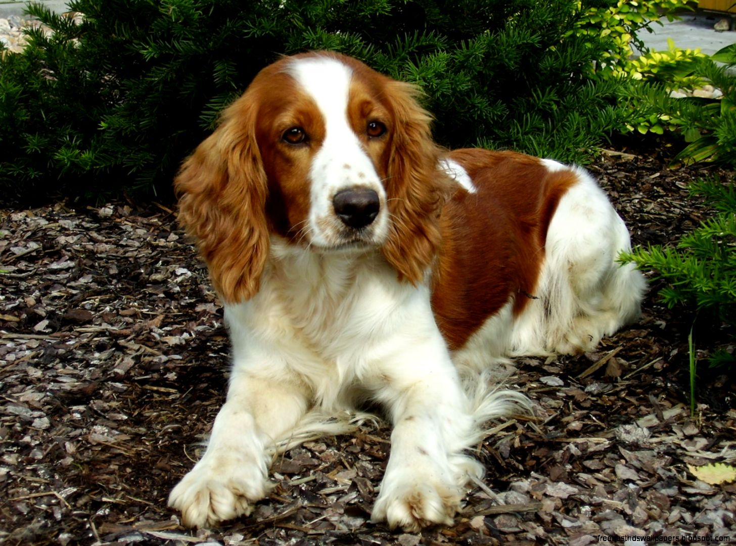 Welsh Springer Spaniel Dog