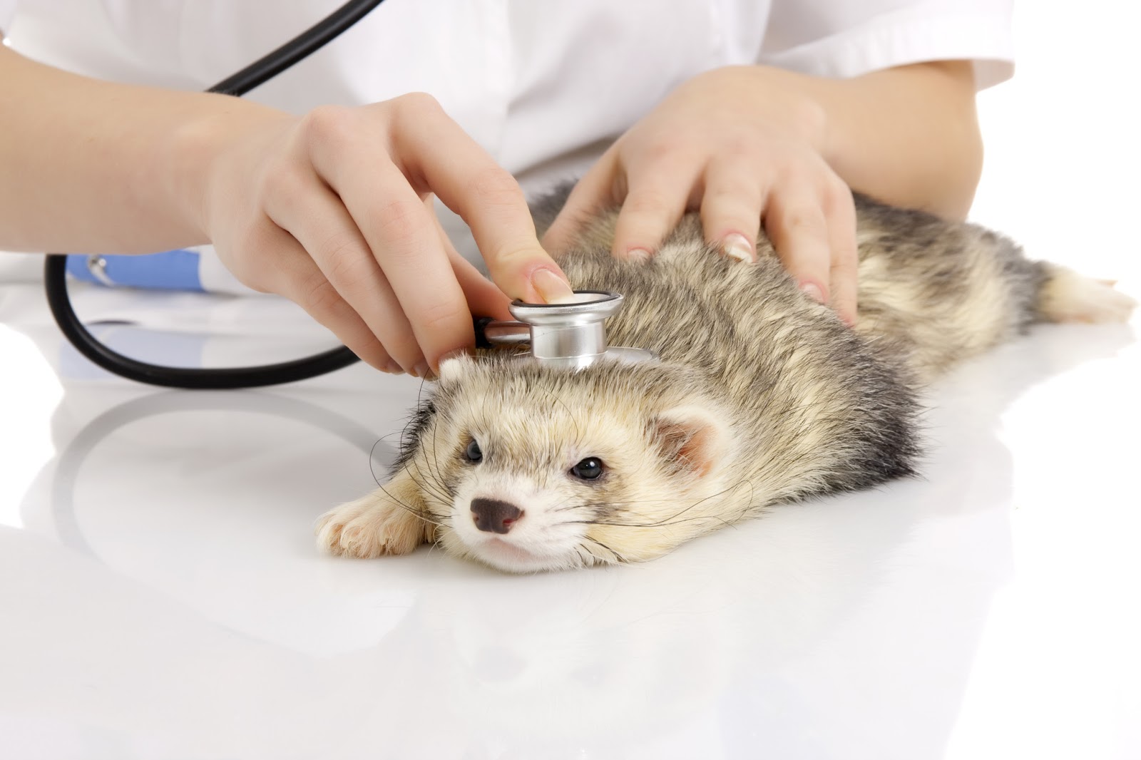 Ranch Veterinary Center Fun Facts, Features, and Figures of