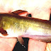 Brown Bullhead - Hornpout Fish