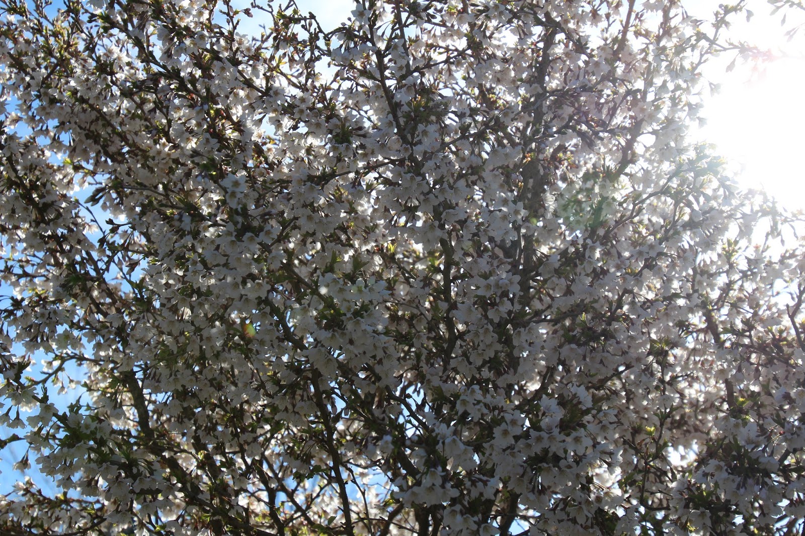 Stamkörsbär Prunus Kojou-No-Mai