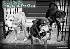3 happy rescue dogs hanging on the stoop