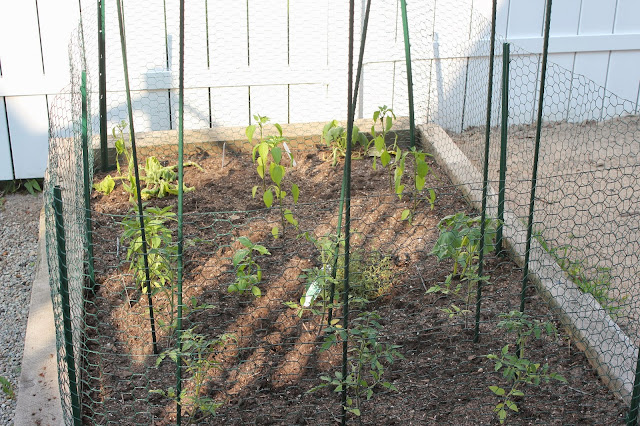 Raised bed garden with chicken wire