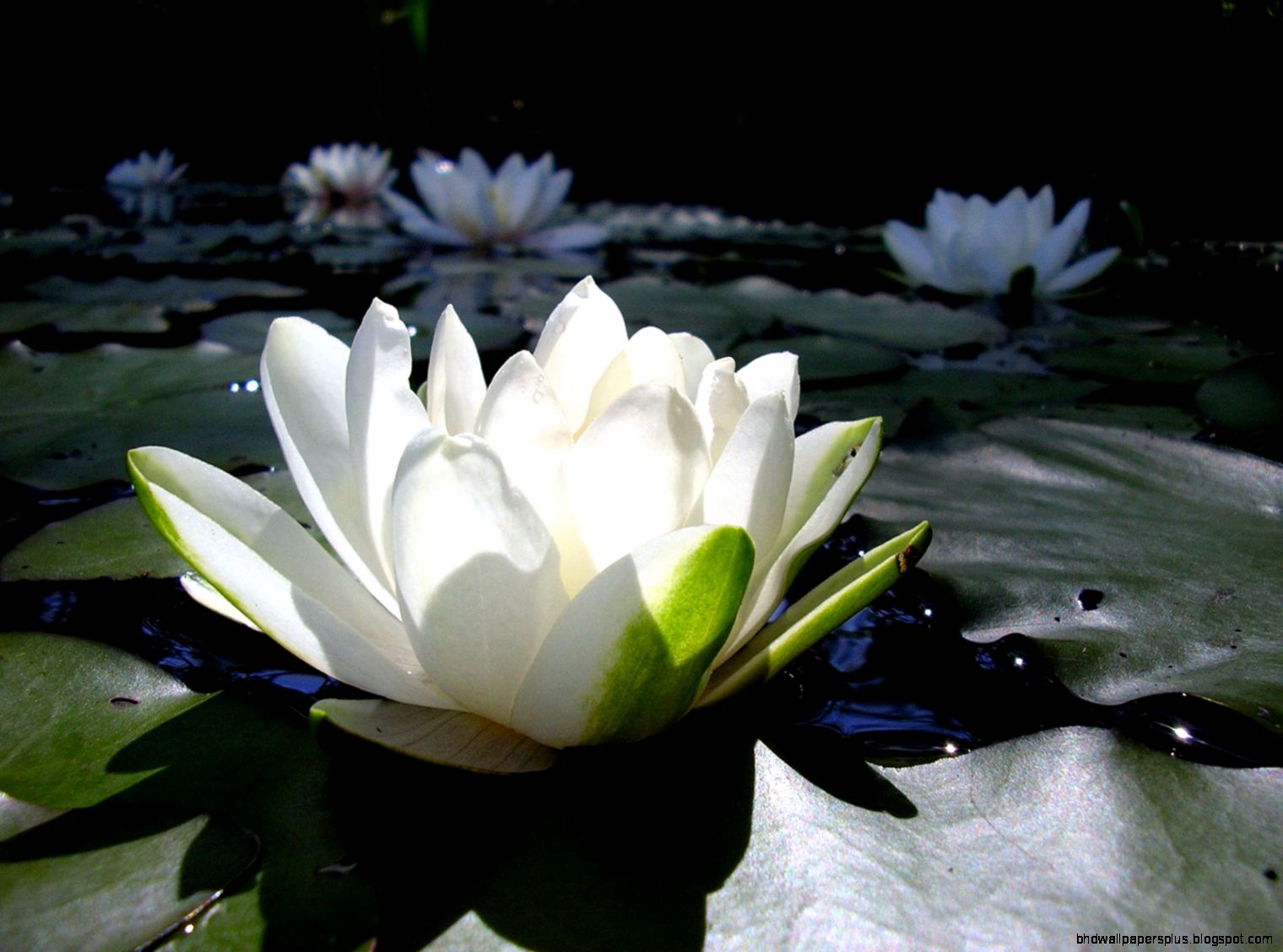 White Lotus Flower Desktop Wallpaper