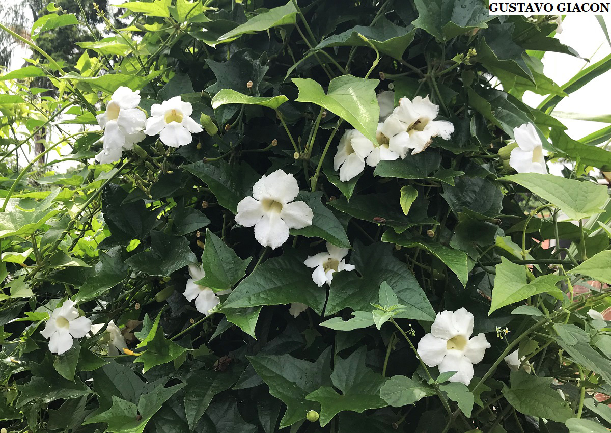 Viveiro Ciprest - Plantas Nativas e Exóticas: Tumbérgia Branca Trepadeira (  Thunbergia grandiflora 