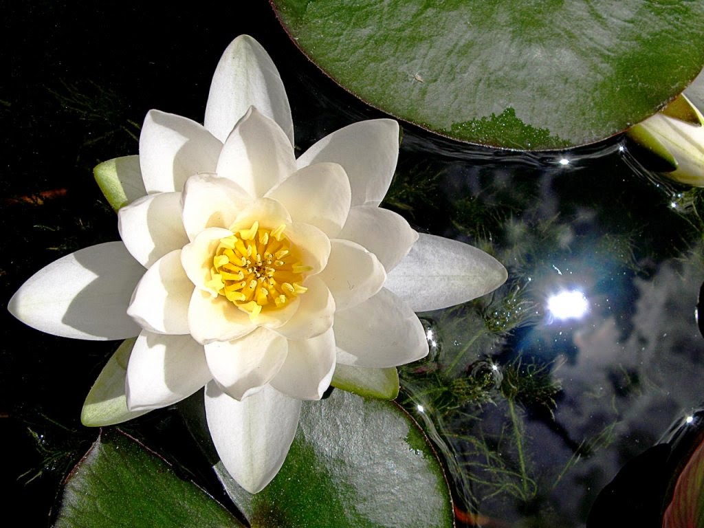 Tatouage Fleur De Lotus Noir Et Blanc