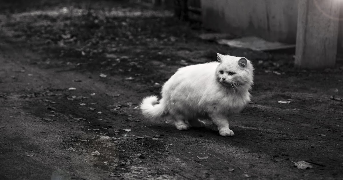 10 Reasons Why You Shouldn't Let Your Cat Roaming Outside Unsupervised cats n kittens