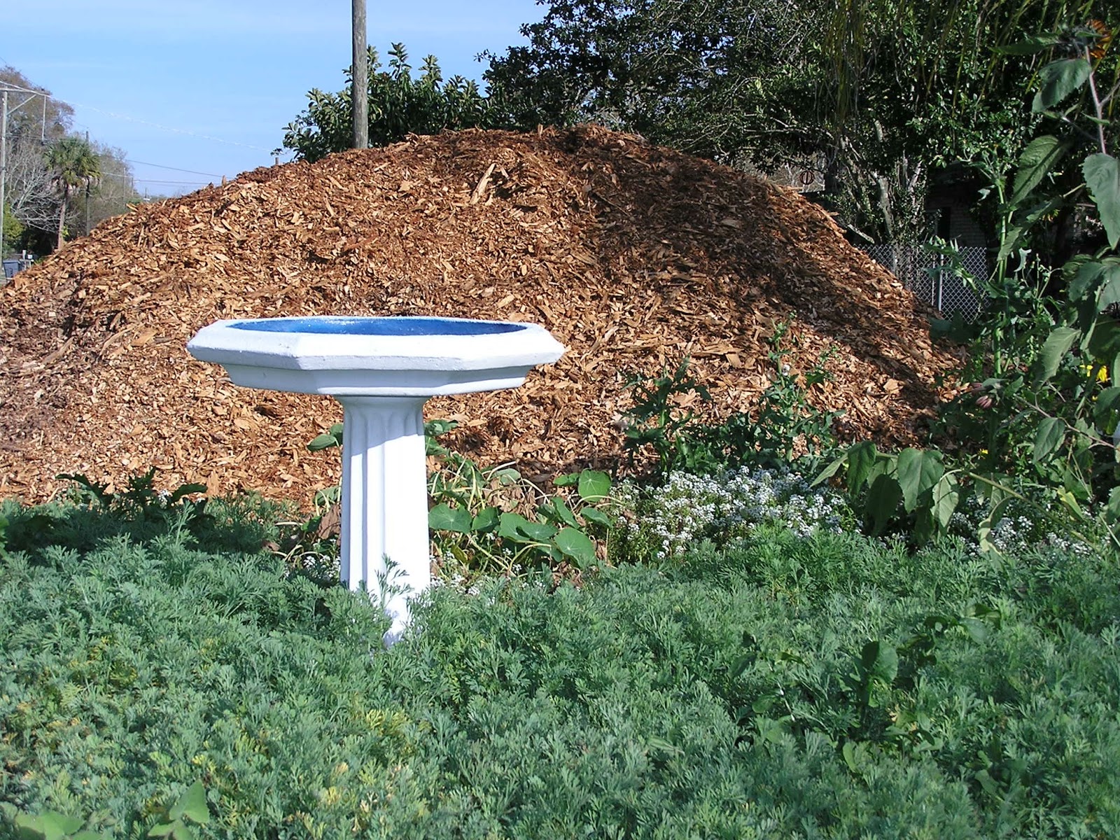 John Starnes' Urban Farm Chipped oak tree mulch is prettier, but