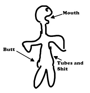 Human digestive system: Mouth, butt, tubes and shit