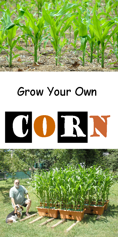 How to Grow Sweet Corn, Growing Planting Harvesting Corn Everything