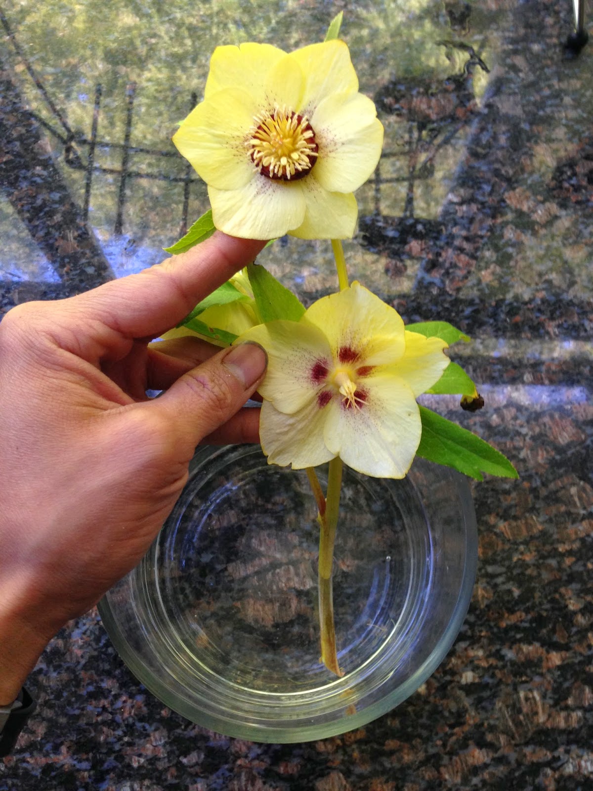 A Next Generation Gardener Winter Hellebores as cut flowers and how to