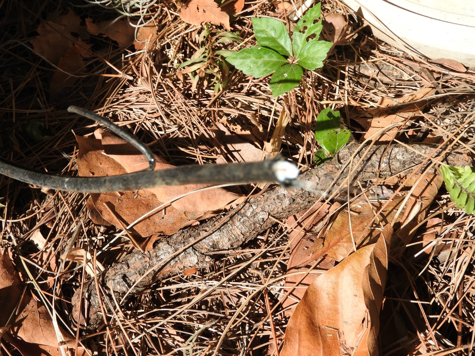 MadSnapper Cable Line DOWN!!!