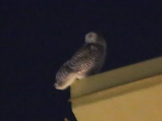 Snowy Owl, Odessa, TX Snowy Owl, Odessa, TX
