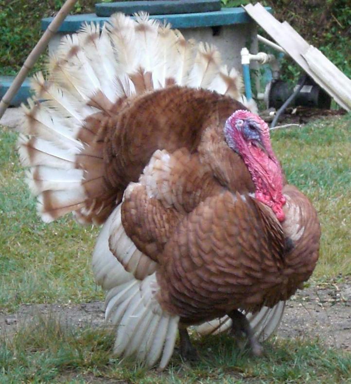 Las mil historias El Pavo