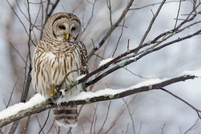 Búho en la nieve - Owl in the Snow - Aves Exóticas