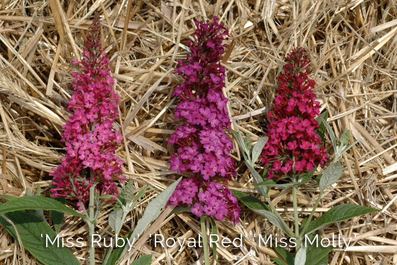 Proven Winners® ColorChoice® Plant of the Week August 2016