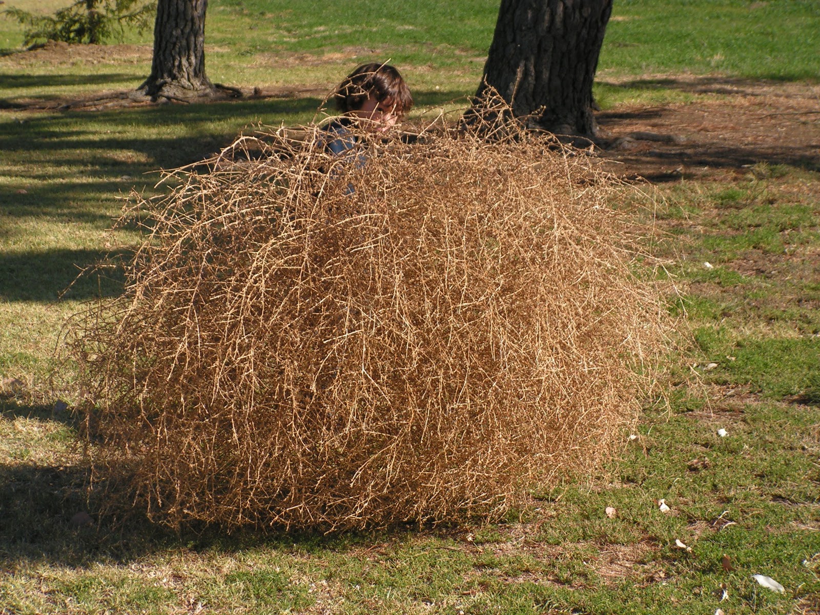 Grace in Loving Chaos Tumbleweeds