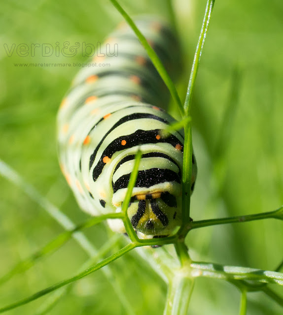 bruco Macaone (Papilio machaon) bruco Macaone (Papilio machaon)