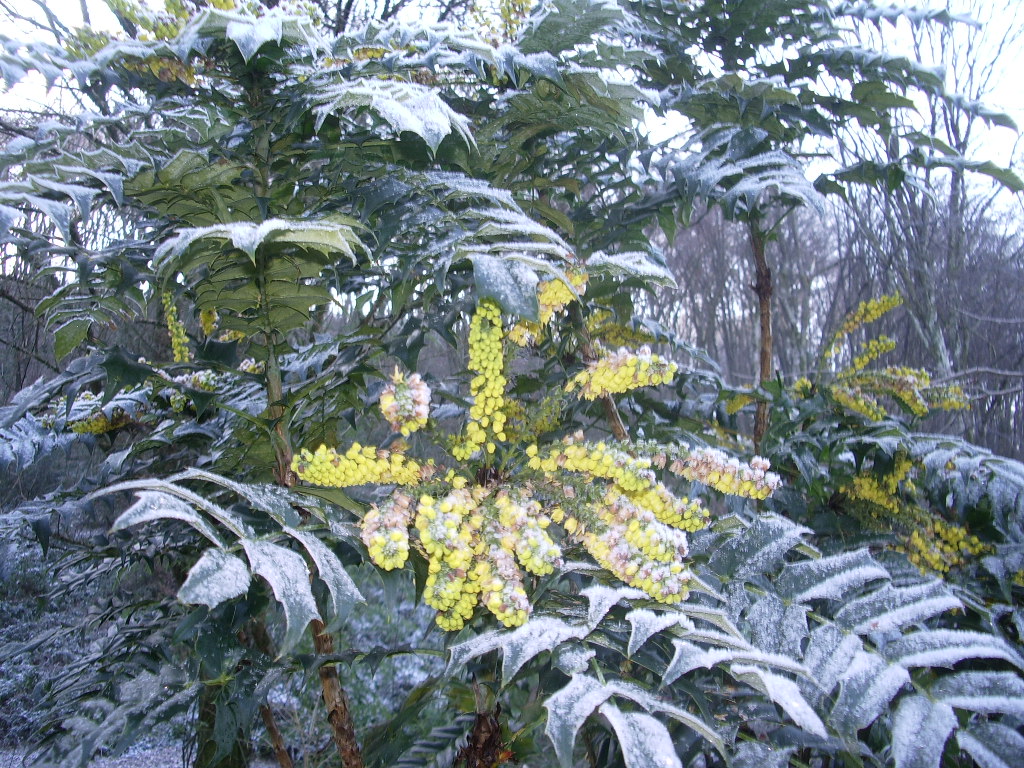Mahonia Flowers Photos Mahonia Flowers Images Alamy