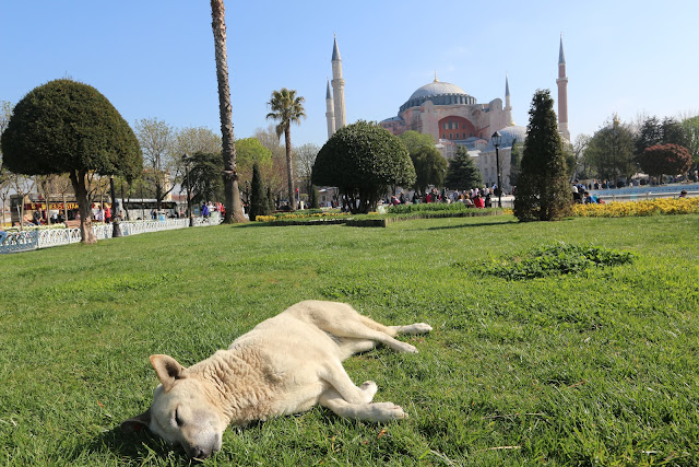 Healthy street dog (who is well-taken care by the government and local NGO) enjoys the nap in front of Hagia Sophia in Sultanahmet, Istanbul, Turkey Healthy street dog (who is well-taken care by the government and local NGO) enjoys the nap in front of Hagia Sophia in Sultanahmet, Istanbul, Turkey