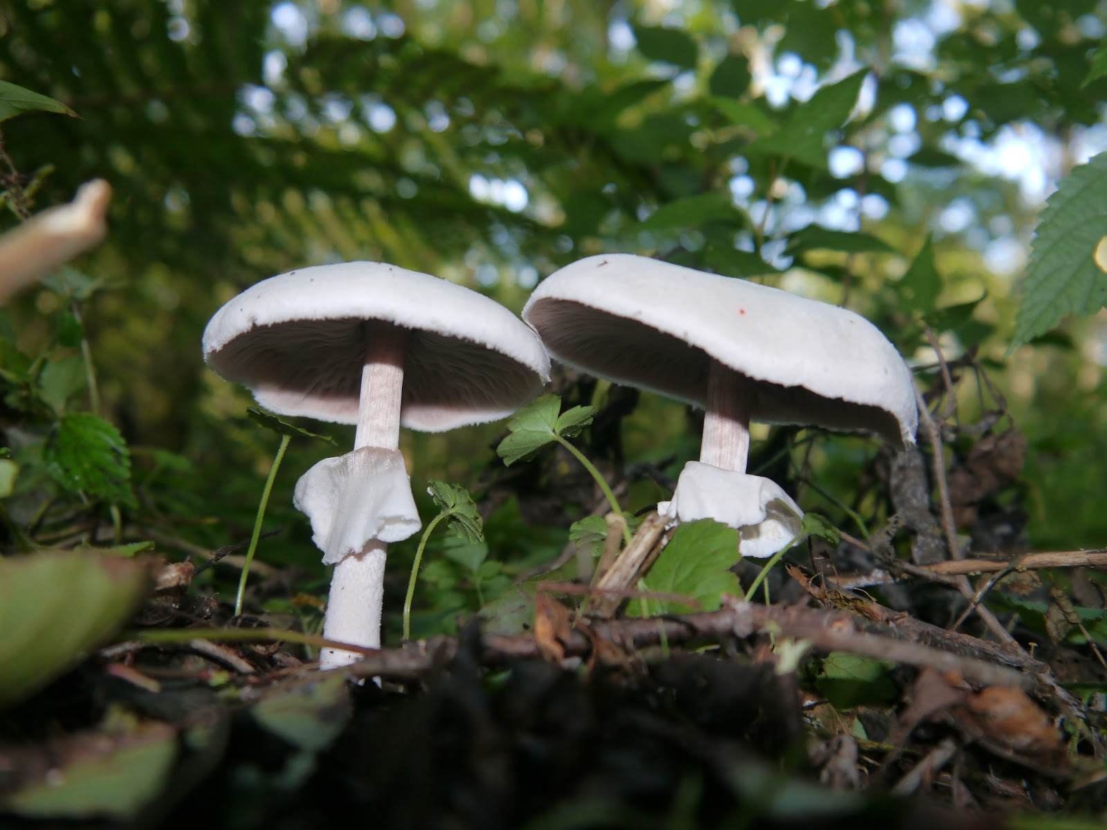 きのこ シロオオハラタケ