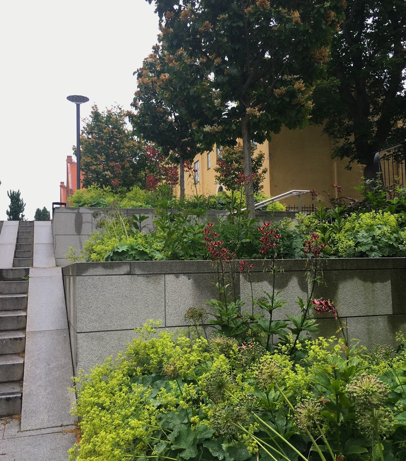 purple podded peas Uppsala and the Flower King