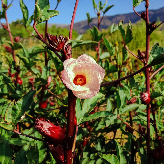 Hibiscus sabdariffa