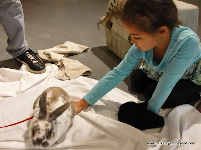 child pets bunny at Lindsay Wildlife Museum in Walnut Creek, California