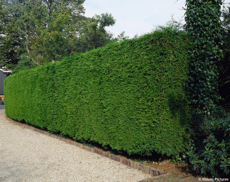 trees planet cupressocyparis leylandii leyland cypress christmas trees to plant in garden