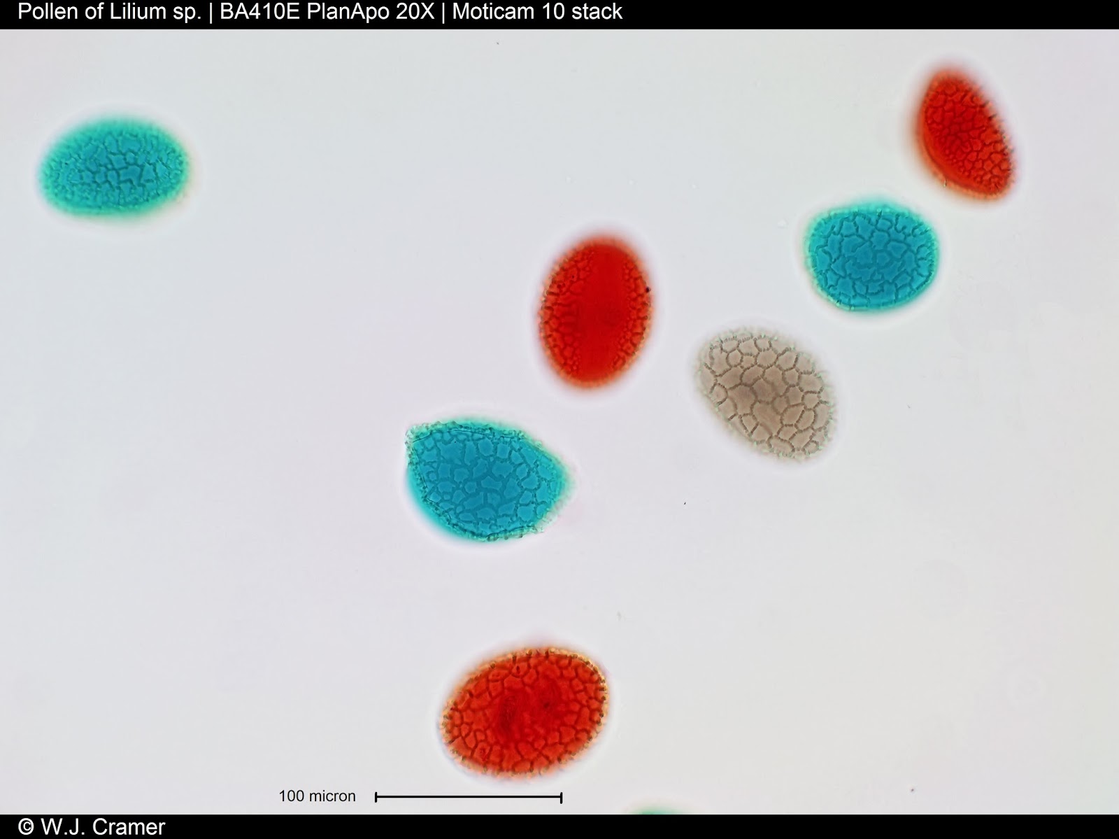 Motic Europe Blog Pollen give honey its fingerprint