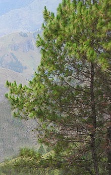 KLASIFIKASI Klasifikasi Pinus 