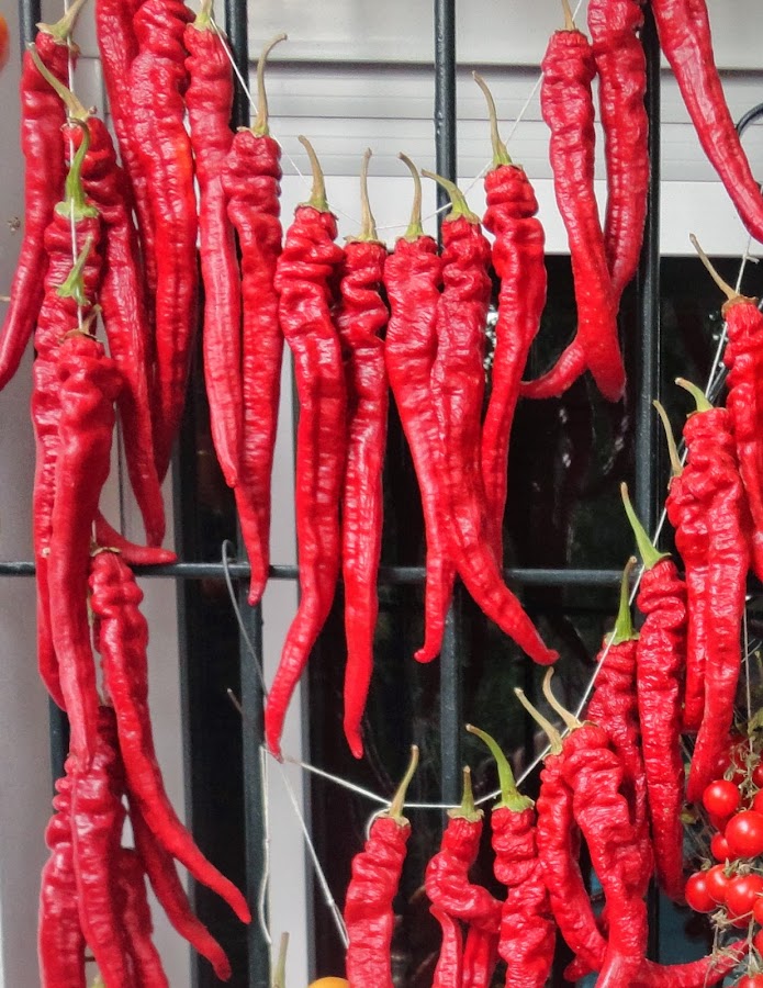 COLGADERO DE PIMIENTOS ROJOS. PIMIENTOS LARGOS ROJOS LLAMADOS TAMBIÉN CORNETAS